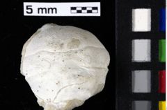 Foto (Detailansicht) von Eodromites grandis (von Meyer, 1857) (NHMW-GEO-1990-0041-0006a)